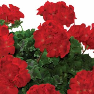 geranium-pelargonium-zonal-re-al-lucignolo