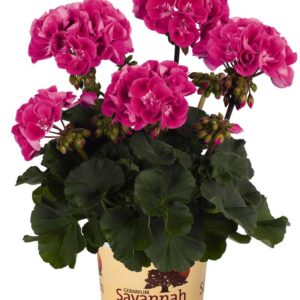 geranium-pelargonium-zonal-savannah-hot-pink