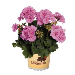 geranium-pelargonium-zonal-savannah-lavender-splash