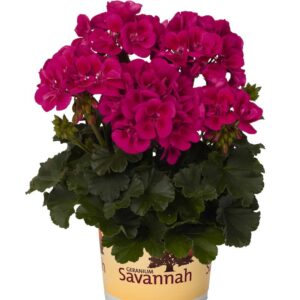 geranium-pelargonium-zonal-savannah-merlot-sizzle