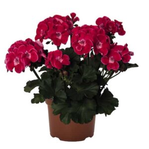 geranium-pelargonium-zonal-savannah-ruby-sizzle