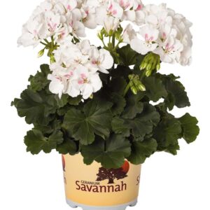 geranium-pelargonium-zonal-savannah-white-blanc-splash