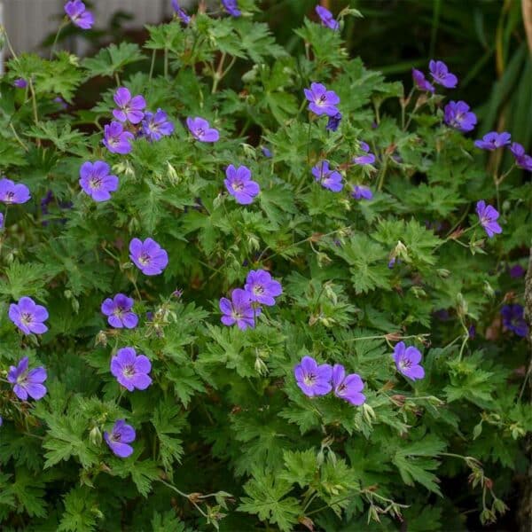 geranium-rozanne