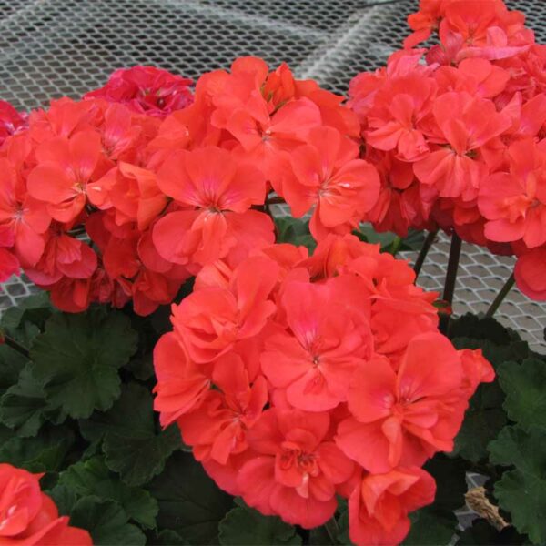 geranium-zonal-savannah-oh-so-orange