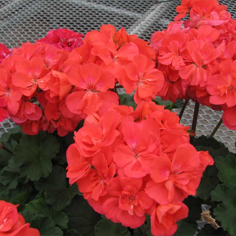 G RANIUM ZONAL Savannah Oh So Orange Serres P Brisebois Fils G RANIUM ZONAL Savannah Oh So Orange Serres P Brisebois Fils