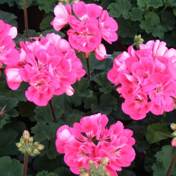 geranium-zonal-savannah-pink-splash