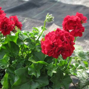 geranium-zonal-savannah-really-red