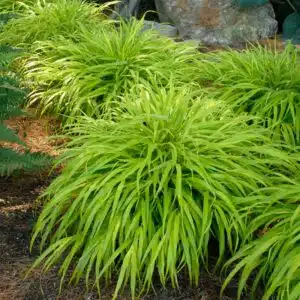 hakonechloa-macra-all-gold