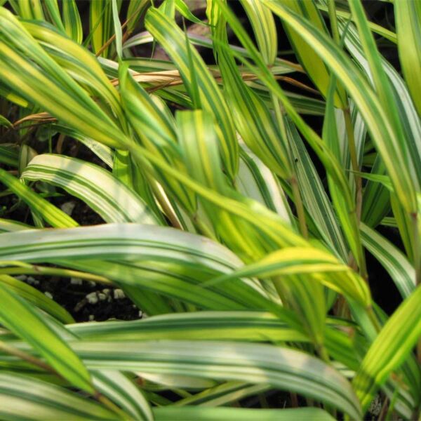 hakonechloa-macra-aureola