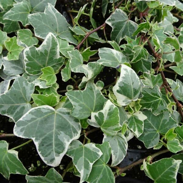 hedera-helix-lierre-anglais-glacier-vert-borde-blanc