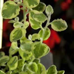 helichrysum-variegata