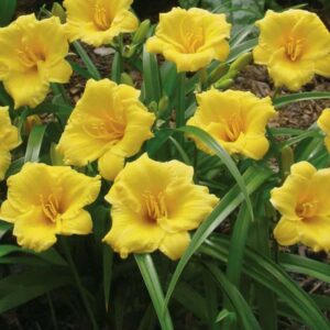 hemerocallis-hemerocalle-stella-oro-jaune
