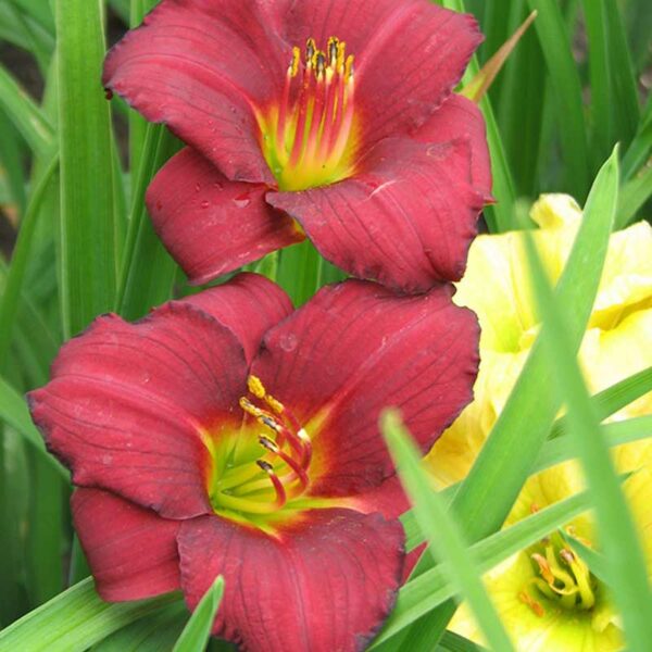 hemerocallis-pardon-me