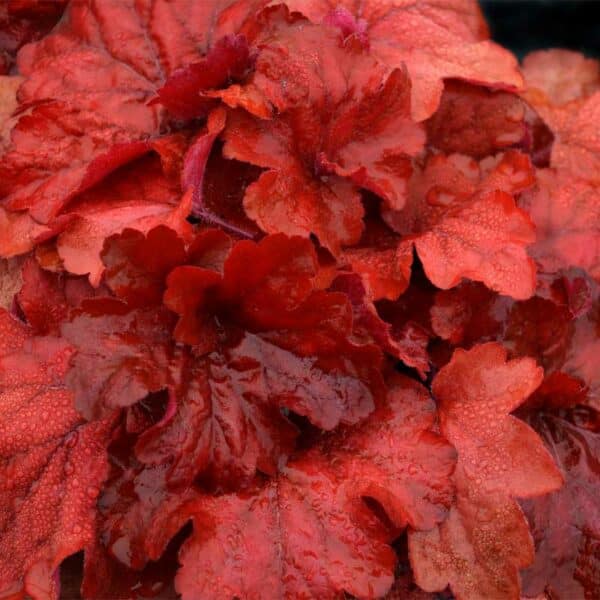 heuchera-fire-alarm