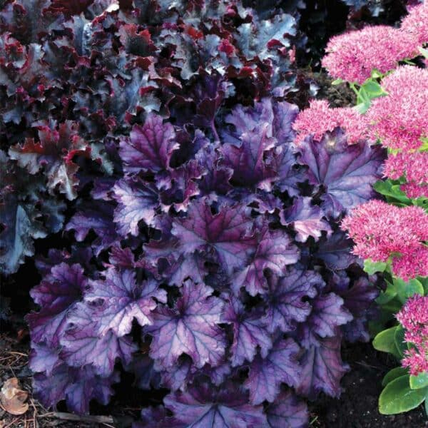 heuchera-forever-purple-landscape