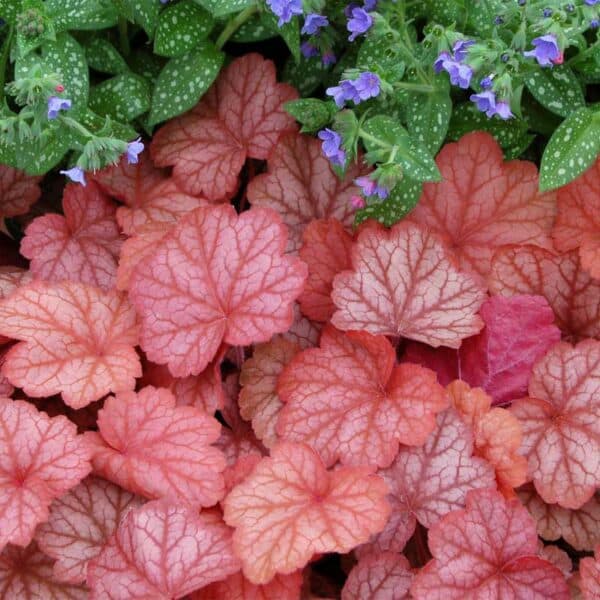 heuchera-georgia-peach-landscape