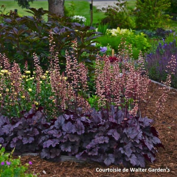 heuchera-grape-expectation