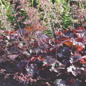 heuchera-micrantha-palace-purple
