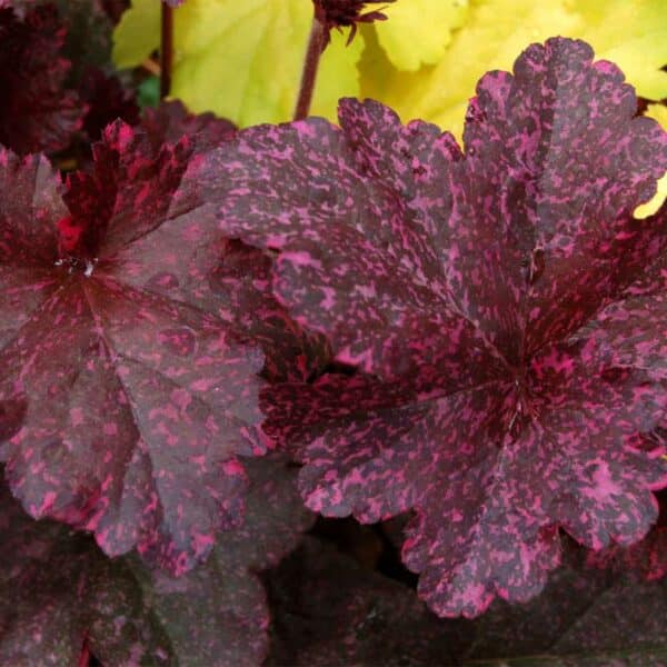 heuchera-midnight-rose