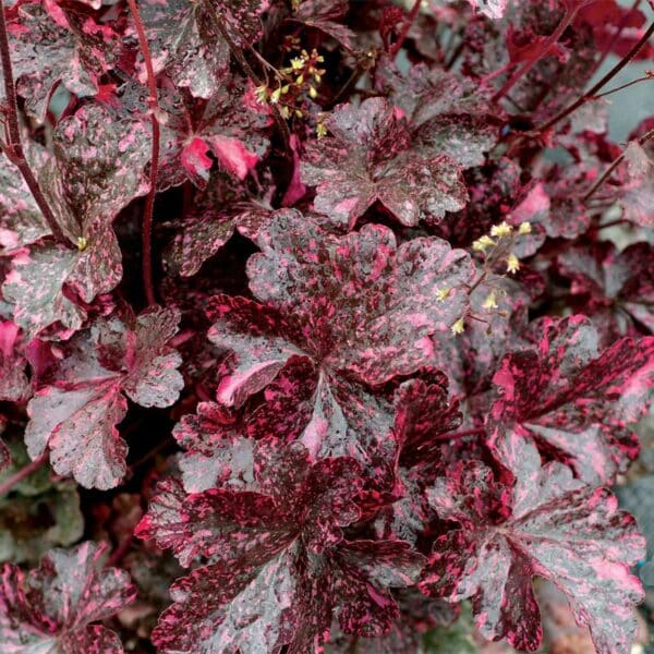 heuchera-midnight-rose-landscape