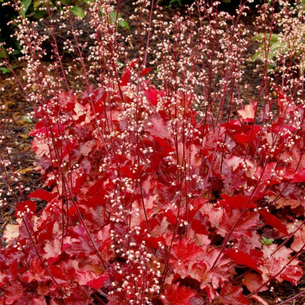 heuchera-peach-flambe