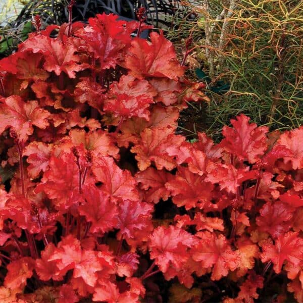 heuchera-peach-flambe-landscape