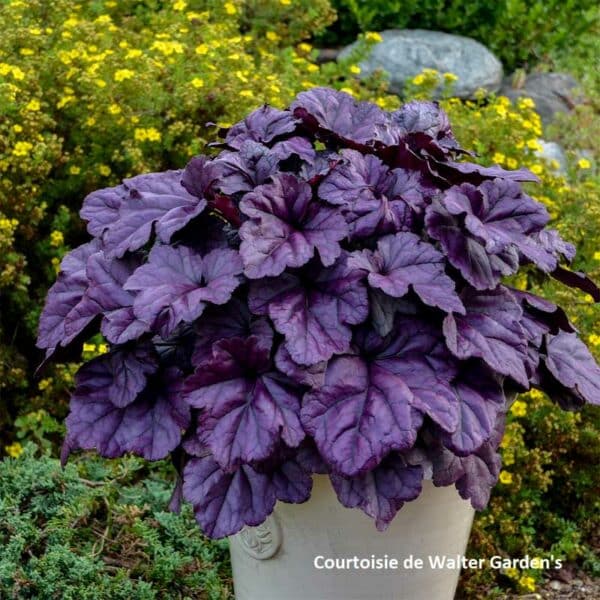 heuchera-wildberry-pw