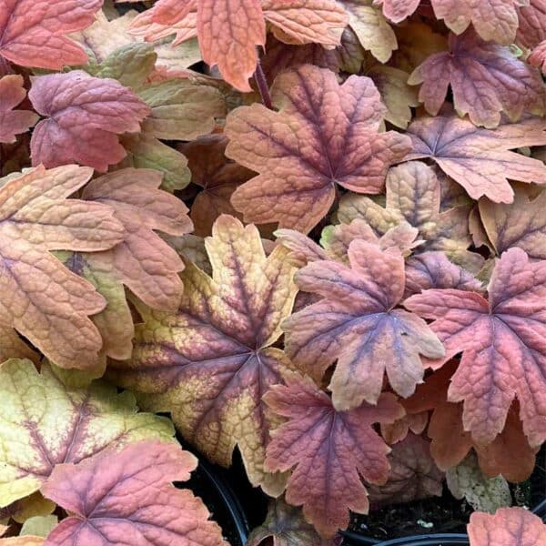 heucherella-sweet-tea