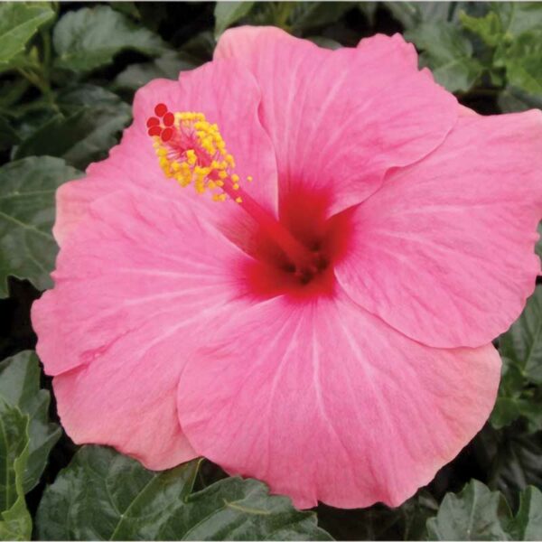 hibiscus-cayman-rose