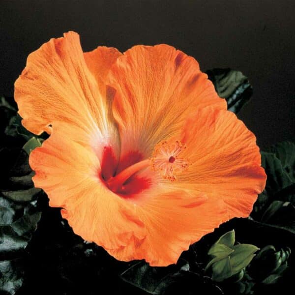 hibiscus-mandarin-orange-fonce