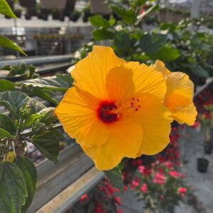 hibiscus-rosa-sinensis-lilikoy