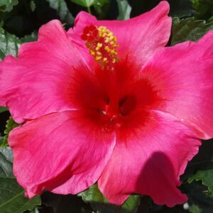 hibiscus-rosa-sinensis-passion wind