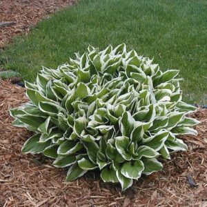 hosta-albomarginata