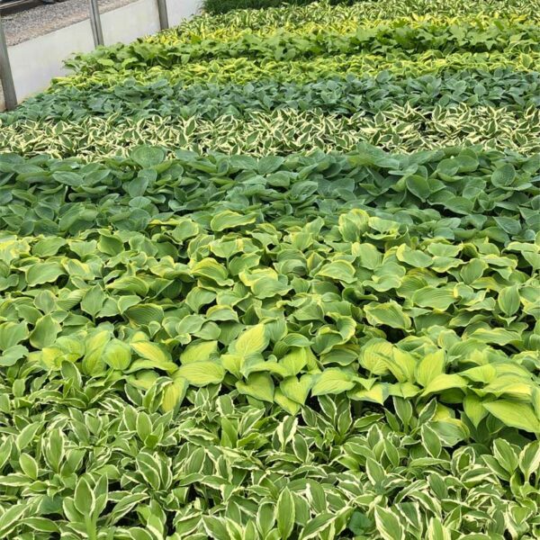 hosta-assortiment