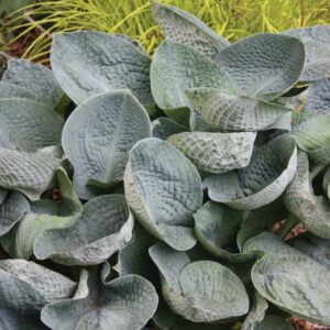 hosta-big-daddy