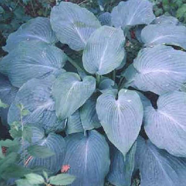 hosta-blue-angel