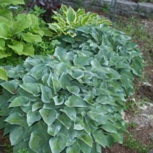 hosta-blue-cadet-bleu