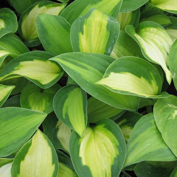 hosta-captain-kirk