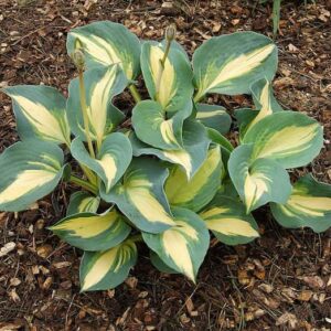hosta-dream-queen