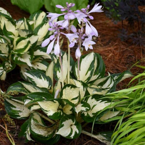 hosta-firenice