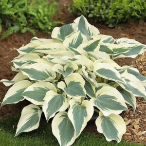hosta-firn-line