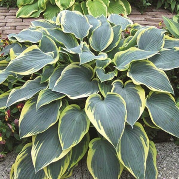 hosta-first-frost