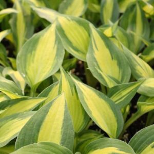 hosta-forbidden-fruit