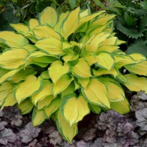 hosta-island-breeze