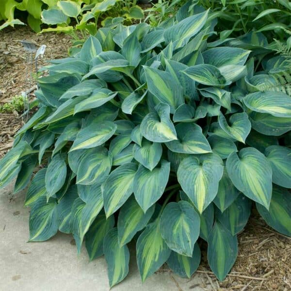 hosta-june