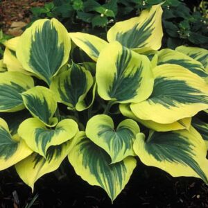 hosta-liberty