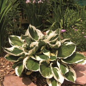 hosta-minuteman