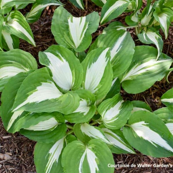 hosta-night-before-christmas