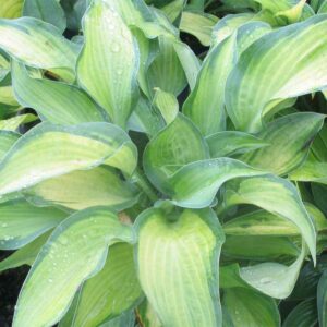 hosta-pauls-glory