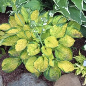 hosta-rainforest-sunrise